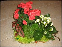 www.floristic.ru - Флористика. Букеты с горшечными растениями...