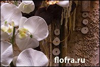 www.floristic.ru - .    