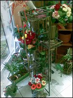 www.floristic.ru - .       - ?