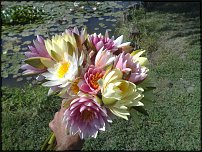 www.floristic.ru - . .  ?
