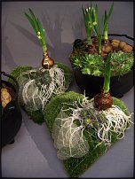 www.floristic.ru - .       - ?