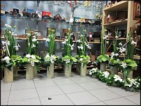 www.floristic.ru - . !!!!!