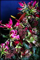 www.floristic.ru - . -    - 28.10.11