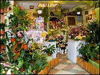 www.floristic.ru - Флористика. название  для  цветочного магазина. -ваше мнение!?