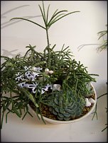 www.floristic.ru - Флористика. Экспонировать витрину и товар в ЦВЕТОЧНОМ магазине-это как?