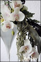 www.floristic.ru - .      .