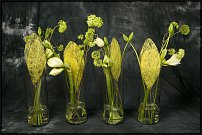 www.floristic.ru - . Gary Loen -  