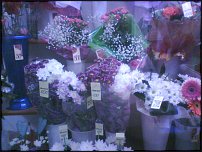 www.floristic.ru - .       - ?