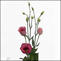 www.floristic.ru - .  (Eustoma)