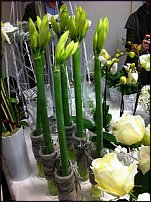 www.floristic.ru - .       - ?