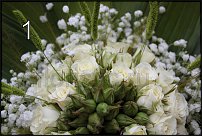 www.floristic.ru - . - - 2011