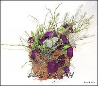 www.floristic.ru - . NEW-   2011