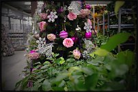 www.floristic.ru - . . ?