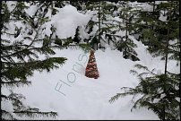 www.floristic.ru - . NEW-   2011