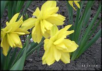 www.floristic.ru - . -Narcissus