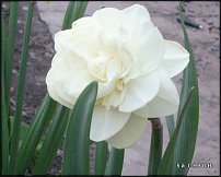 www.floristic.ru - . -Narcissus