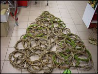 www.floristic.ru - .  