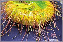 www.floristic.ru - .  ....   .
