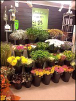 www.floristic.ru - .       ...