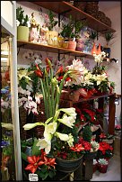 www.floristic.ru - .       - ?