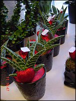 www.floristic.ru - .   