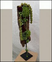 www.floristic.ru - . Mark Pampling- 