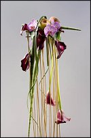 www.floristic.ru - . Mark Pampling- 