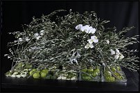 www.floristic.ru - .  .