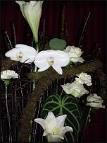 www.floristic.ru - . Mark Pampling- 