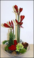 www.floristic.ru - . Life3-Tomas De Bruyne (),Max van de Sluis ()  Per Benjamin ().