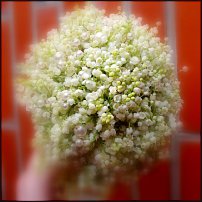 www.floristic.ru - .  