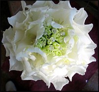 www.floristic.ru - .  