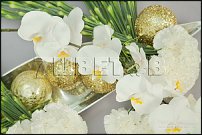 www.floristic.ru - . Jouni Seppänen