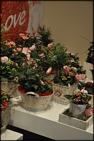 www.floristic.ru - Флористика. Фото отчет с выставки Дюссельдорф.Январь 2012