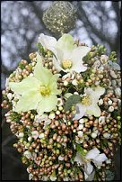 www.floristic.ru - . Amy Ford