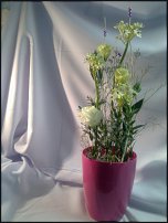 www.floristic.ru - .    -  2012 !