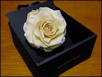 www.floristic.ru - Флористика. Стабилизированные или консервированные растения - аналог искусственных цветов!