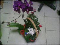 www.floristic.ru - .   .