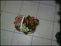 www.floristic.ru - Флористика. Оформление горшечных растений.