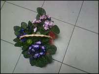 www.floristic.ru - .   .