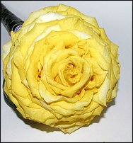 www.floristic.ru - Флористика. Разбор полётов