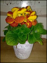 www.floristic.ru - .  ....     !