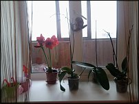 www.floristic.ru - .  ....     !
