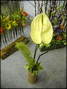 www.floristic.ru - . Elso Post ( )