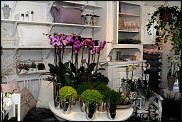 www.floristic.ru - .       - ?