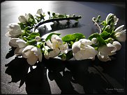 www.floristic.ru - .      