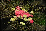 www.floristic.ru - .  - Ranunculus