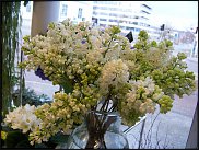 www.floristic.ru - .  .