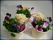 www.floristic.ru - .       ...