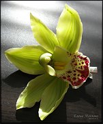 www.floristic.ru - .      